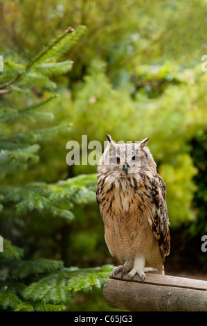 Eurasische Adler-Eule Stockfoto