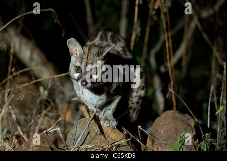 Large-spotted Genet (Genetta Tigrina), Ithala Game Reserve, Südafrika Stockfoto