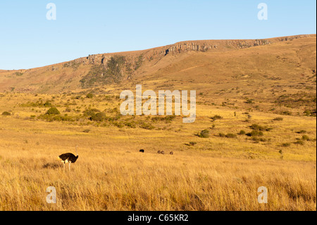 Strauß (Struthio Camelus), Ithala Game Reserve, Südafrika Stockfoto