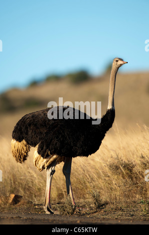 Strauß (Struthio Camelus), Ithala Game Reserve, Südafrika Stockfoto