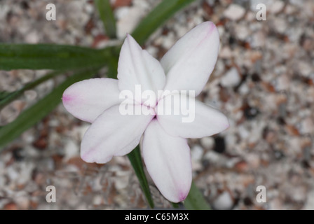 Rhodohypoxis Baurii tetraploiden weiß Stockfoto