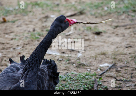 Schwarzer Schwan ein Nest Stockfoto