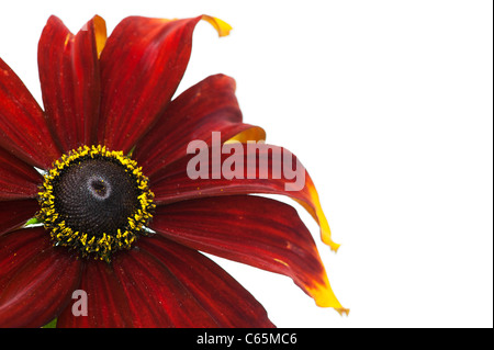 Rudbeckia Hirta Moreno. Black-Eyed Susan Moreno Sonnenhut auf weißem Hintergrund Stockfoto