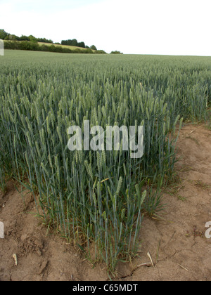 Weizen, Feld, Midlands, Juni 2011 Stockfoto