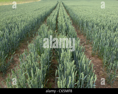 Weizen, Feld, Midlands, Juni 2011 Stockfoto