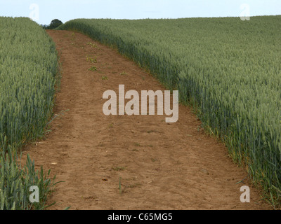 Weizen, Feld, Midlands, Juni 2011 Stockfoto