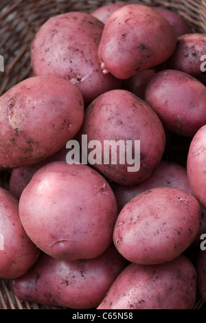 Solanum Tuberosum Vielzahl Amorosa. Kartoffel-Amorosa in einem Korb trug Stockfoto