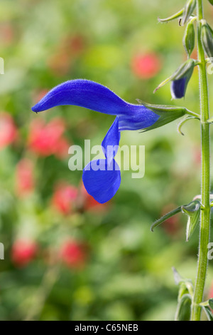 Salvia Patens Blume. Enzian-Salbei. Stockfoto