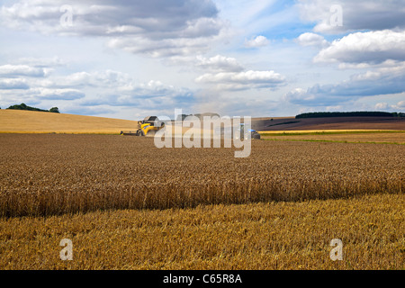 Weizen Ernte in Lincolnshire Wolds Stockfoto