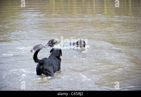 Ein deutscher Vorstehhund und zwei schwarze Labradore spielen mit einem Stock in den See Stockfoto