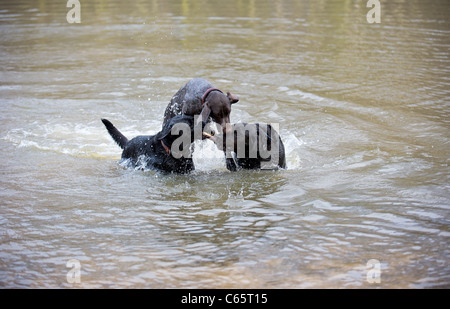 Ein deutscher Vorstehhund und zwei schwarze Labradore spielen mit einem Stock in den See Stockfoto