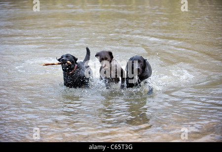 Ein deutscher Vorstehhund und zwei schwarze Labradore spielen mit einem Stock in den See Stockfoto