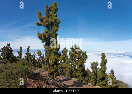 Kanarische Kiefern, Pinus Canariensis, Auf Dem Weg Zum Roque de Los Muchachos, Parque Nacional De La Caldera de Taburiente Stockfoto