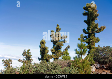 Kanarische Kiefern, Pinus Canariensis, Auf Dem Weg Zum Roque de Los Muchachos, Parque Nacional De La Caldera de Taburiente Stockfoto