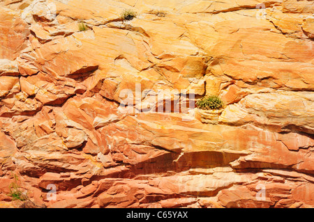 Grünpflanzen Überlebenskampf festhalten in Spalten innerhalb der schiere Felswände der Schlucht des Capitol Reef National Park Stockfoto