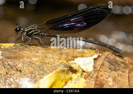 Sumatra endemische Damsefly, in seinem Lebensraum Regenwald Stockfoto