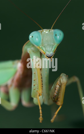 Porträt der großen thailändischen Mantis Stockfoto