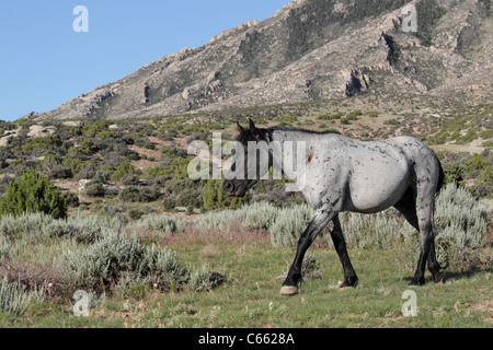 Wildpferd (Equus Caballus), Pryor Mountains Stockfoto