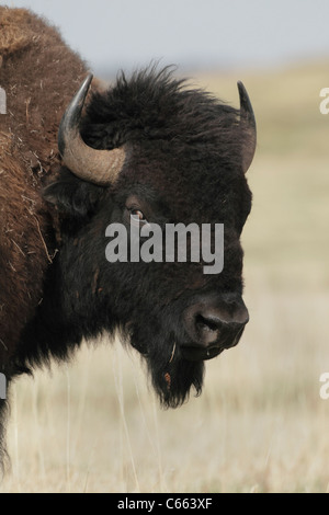 Amerikanische Bisons (Bison Bison), Custer State Park Stockfoto