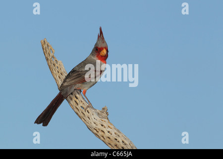 Pyrrhuloxia oder Wüste Kardinal (Cardinalis Sinuatus) Stockfoto