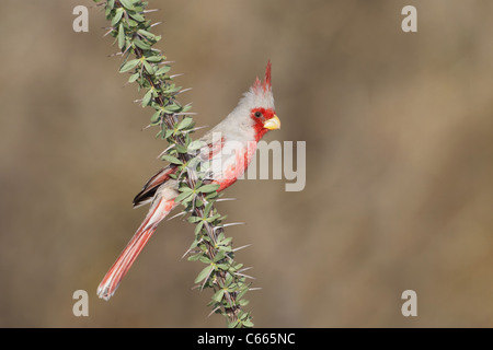 Pyrrhuloxia oder Wüste Kardinal (Cardinalis Sinuatus) Stockfoto