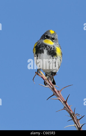 Gelb-Psephotus Warbler (Dendroica Coronata) Stockfoto