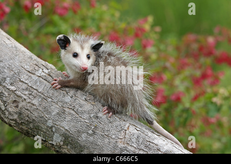 Baby-Opossum Stockfoto