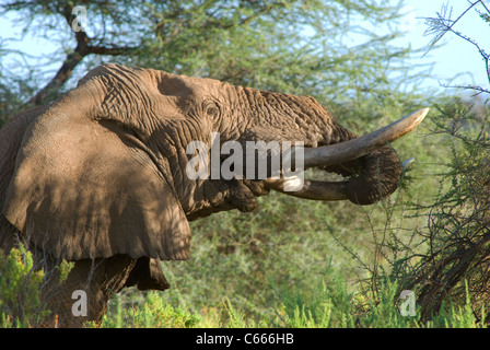 Alte afrikanische Elefanten essen, Samburu Nationalpark, Kenia Stockfoto