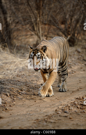 Erwachsene männliche Tiger T-24 Bewegung auf dem Feldweg des Waldes in Ranthambhore, Indien. [Panthera Tigris] Stockfoto