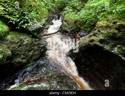 Wasserfall bei Teufelsbrücke Touristenattraktion Westwales - Inspiration für Wordsworth für "In the Torrent bei der Teufelsbrücke" Stockfoto