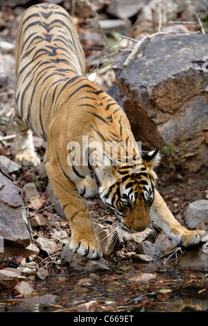 Bengal Tiger in Ranthambhore, Indien. [Panthera Tigris] Stockfoto