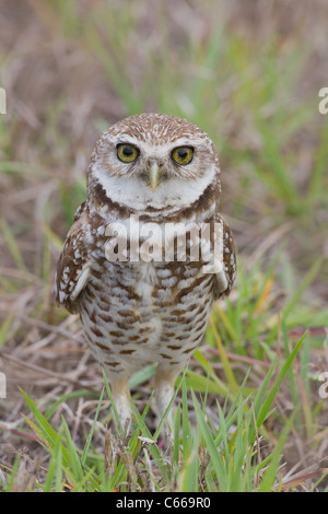 Grabende Eule (Athene cunicularia) Stockfoto