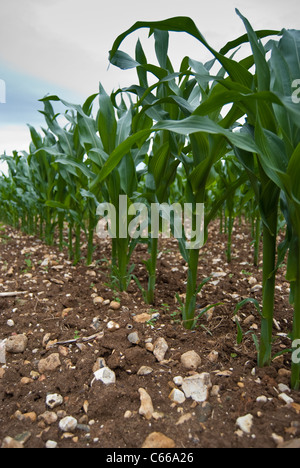 Eine Reihe von Mais wächst in einem Feld in der Nähe von Fetcham, Surrey. Stockfoto