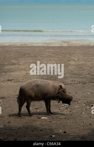 Bornean bärtigen Schwein (Sus Barbatus) im Bako Nationalpark in Sarawak, Borneo, Malaysia Stockfoto