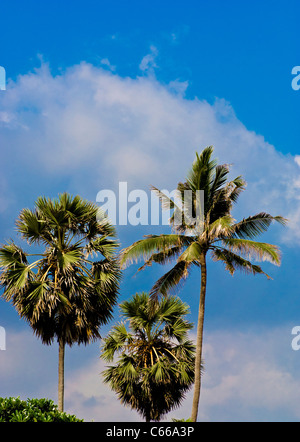 Palmen gegen blauen Himmel Stockfoto