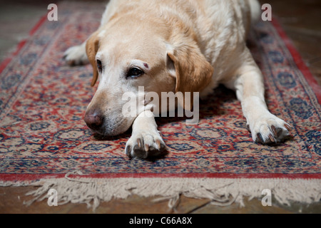 Golden Labrador entspannend auf Teppich Stockfoto