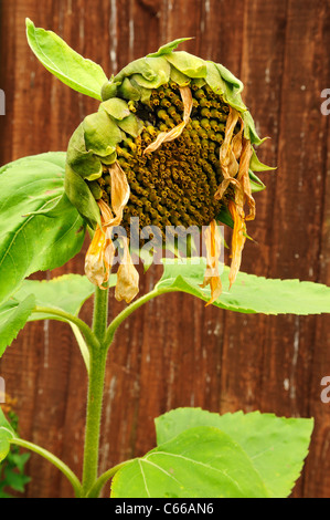 Sonnenblume. Tot Saatgut Kopf. Stockfoto