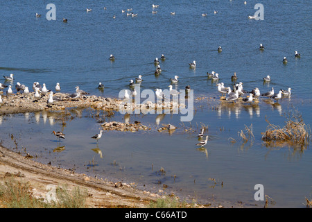 Antelope Island State Park, Great Salt Lake City, Utah. Stockfoto