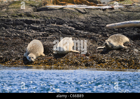 Hafen Sie-Dichtungen, Phoca Vitulina, auf einer Insel in der Strait Of Juan De Fuca, Britisch-Kolumbien holte. Stockfoto