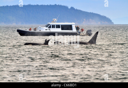 Eine Herde von Schwertwale (Orcinus Orca) schwimmen in der Nähe der San Juan Islands, Washington. Stockfoto