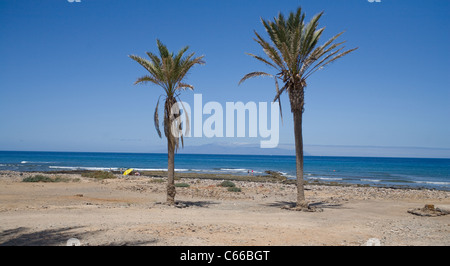 2 Palmen mit La Gomera Insel dazwischen Stockfoto