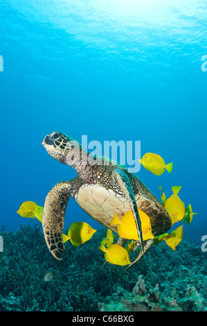 grüne Meeresschildkröte gereinigt von Algen durch gelbe Tang Doktorfisch am Reinigungsstation, Puako, Kona, Hawaii (Pazifischer Ozean) Stockfoto