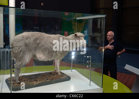 Dolly das Schaf in edinburgh Stockfoto