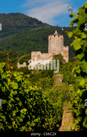 Die Ruinen des Schlosses Kaysersberg stehen über Weinberge des Grand Cru, Kaysersberg, Elsass Haut-Rhin-Frankreich Stockfoto