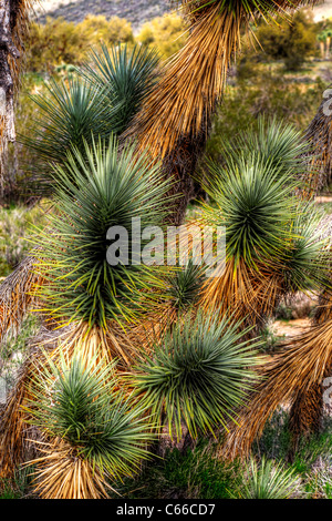 Der Joshua Tree, die größte der Yucca wächst nur in der Mojave-Wüste. Stockfoto