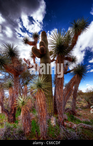 Der Joshua Tree, die größte der Yucca wächst nur in der Mojave-Wüste. Blüten. Stockfoto