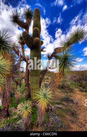 Der Joshua Tree, die größte der Yucca wächst nur in der Mojave-Wüste. Blüten. Stockfoto