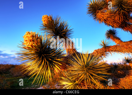 Der Joshua Tree, die größte der Yucca wächst nur in der Mojave-Wüste. Blüten. Stockfoto