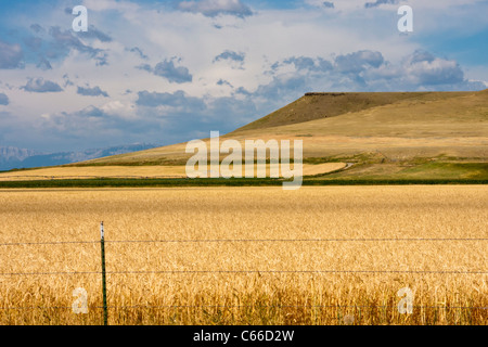 Große Getreideanbau und Viehzucht auf den fast baumlosen Hochebenen von Montana auf der landschaftlich reizvollen US 287-Nebenstraße. Stockfoto