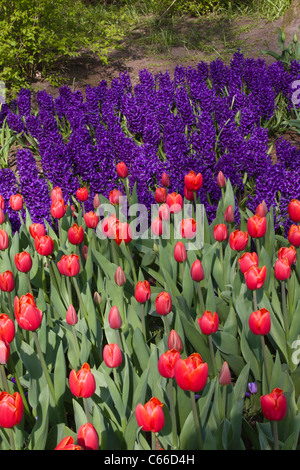 Garten-Szene im Keukenhof Gärten in Süd-Holland in den Niederlanden. Stockfoto